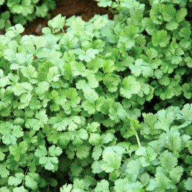 Coriander Seeds/ Daniya Seeds 