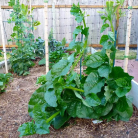 Malabar Spinach Creeper / Theega Bachali  Seeds