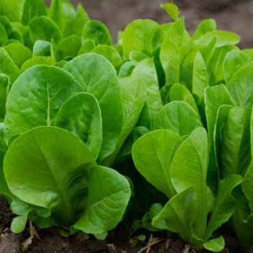 Spinach Seeds / Palak Seeds