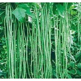 Long Bean Seeds