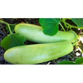 Long Bottle Gourd / Sorakaya Seeds