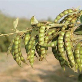 Pigeon Pea Seeds/ Kandi Seeds 