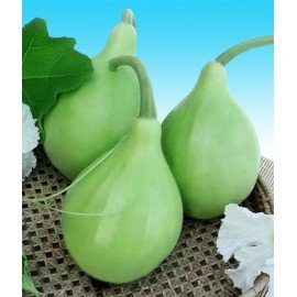 Round Bottle Gourd / Sorakaya Seeds