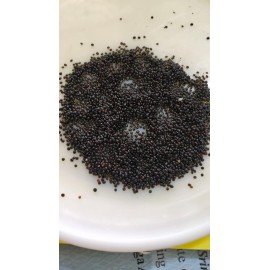 Red Spinach / Red Amaranthus / Erra Thotakura Seeds