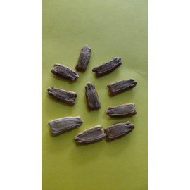 Long Bottle Gourd / Sorakaya Seeds