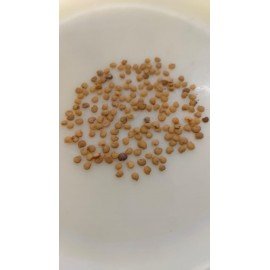 Brinjal Seeds/ Natu Vankaya Seeds 