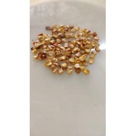 Bullet Mirchi/ Bullet Chilli Seeds