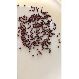 CauliFlower Seeds