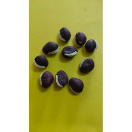 Chikkudu Theega / Borad Bean (Creeper) Seeds