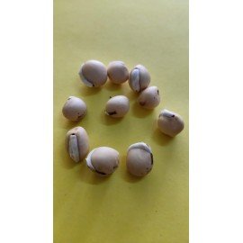 Chikkudu Chettu Seeds/ Broad Bean (Plant) Seeds