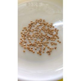 Guthi Vankaya / Round Brinjal Seeds