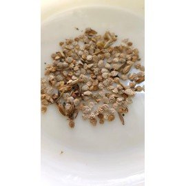 Crossandra Infundibuliformis/ Kanakambaram Seeds