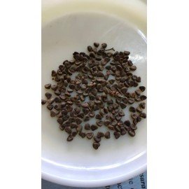 Konda Gongura / Sour Spinach Seeds