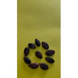Beera Kaya / Ridge Gourd Seeds