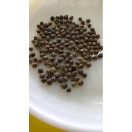 Malabar Spinach Creeper / Theega Bachali  Seeds