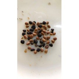 Morning Glory Assorted Colour Flower Seeds