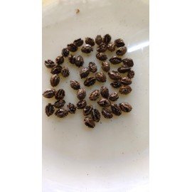 Boppaya / Papaya / Papeetha Seeds