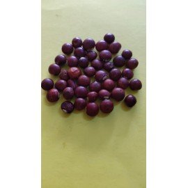 Pigeon Pea Seeds/ Kandi Seeds 