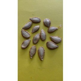Sweet Pumpkin / Gummadi Kaya Seeds