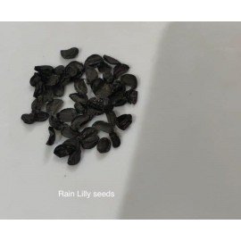 Rain Lilly/ Zephyranthes Grandiflora - Mixed Pink 