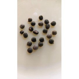 Red Star Okra/Red Star Bindi Seeds