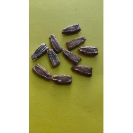 Round Bottle Gourd / Sorakaya Seeds
