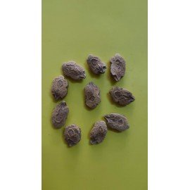 Chitti Kakara / Small Bitter Gourd Seeds
