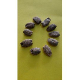 Short Snake Gourd Seeds
