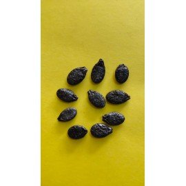 Sponge Gourd Seeds/ Nethi Beerakaya