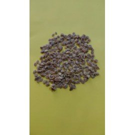 Tomato / Ramamulakkaya Seeds