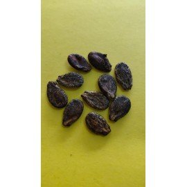 Watermelon Seeds 