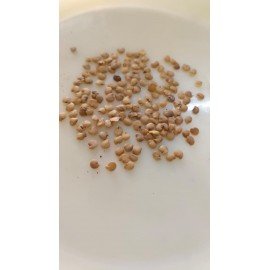 White Eggplants / Guthi Vankaya Seeds