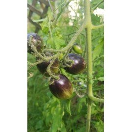 Atomic Grape Tomato Seeds