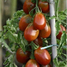 Black Plum Tomato Seeds