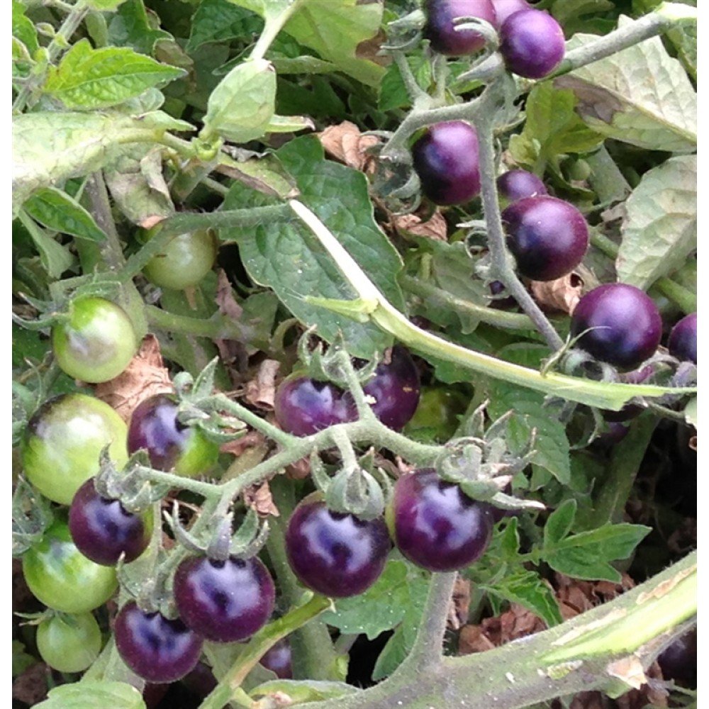 Blue Berry Tomato Seeds