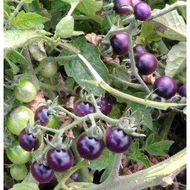 Blue Berry Tomato Seeds
