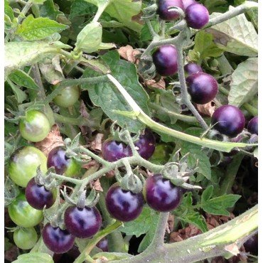 Blue Berry Tomato Seeds