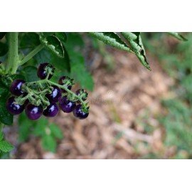 Blue Berry Tomato Seeds