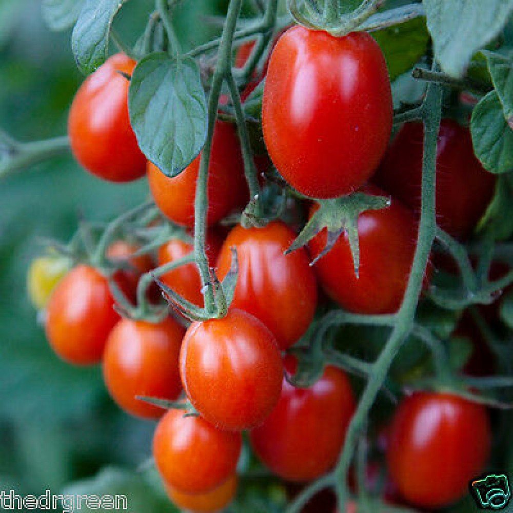 Red Grape Tomato Seeds