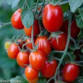 Red Grape Tomato Seeds