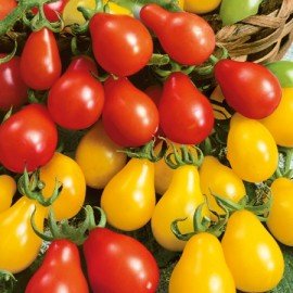 Yellow Pear Tomato Seeds