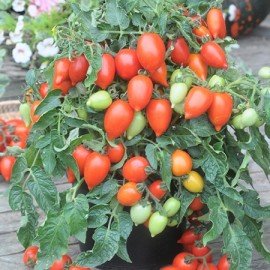 Red Plum Tomato Seeds Red Plum Tomato Seeds