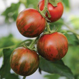 Tiger Tomato Seeds