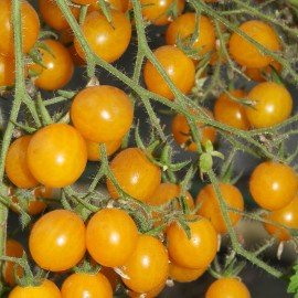 Yellow Cherry Tomato Seeds