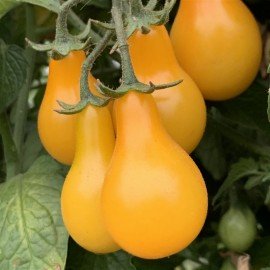 Yellow Pear Tomato Seeds
