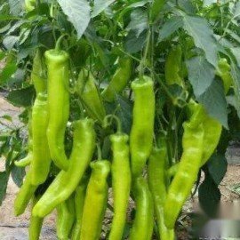 Bajji Mirchi / Chilli Seeds