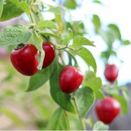 Bullet Mirchi/ Bullet Chilli Seeds