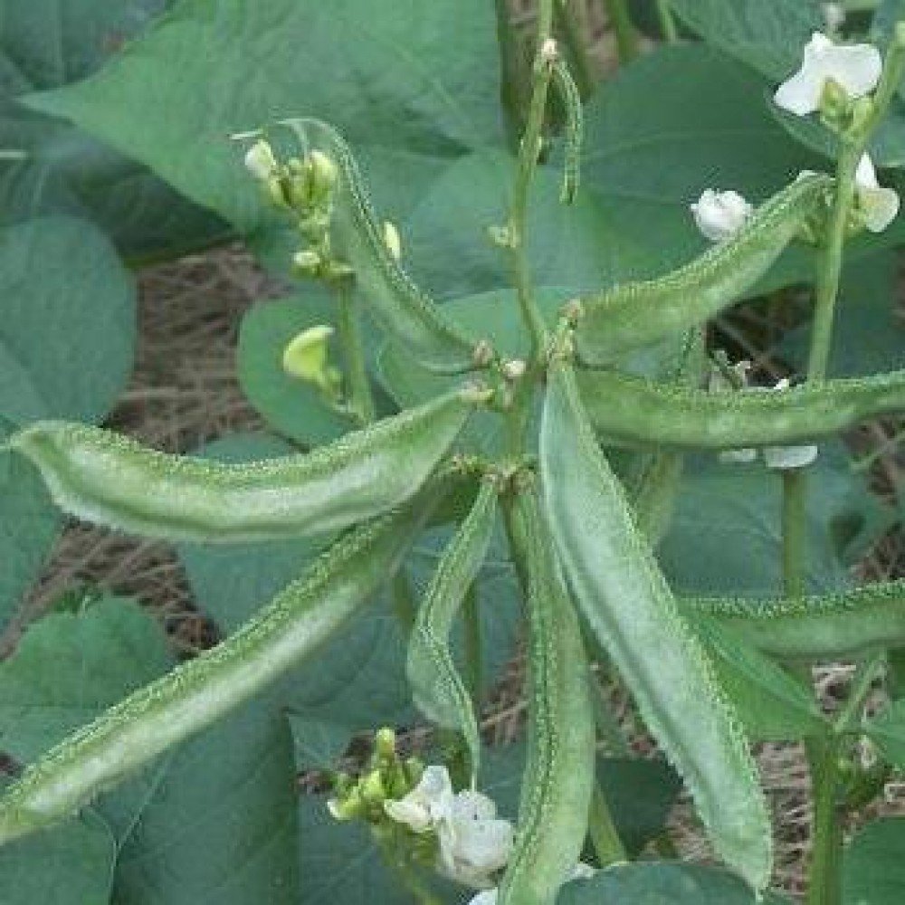 Chikkudu Chettu Seeds/ Broad Bean (Plant) Seeds