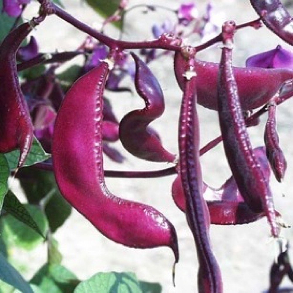 Red Broad Bean Seeds / Erra Chikkudu Seeds 