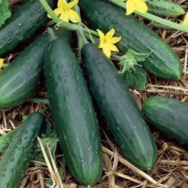 English Cucumber Seeds/ Keera Doshakaya Seeds/ Courgelet Seeds